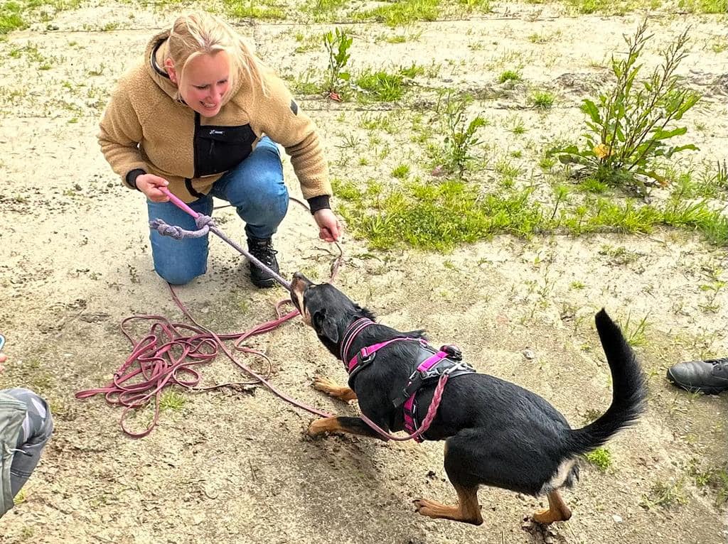 Een gids voor hondeneigenaren: inzicht in operante conditionering