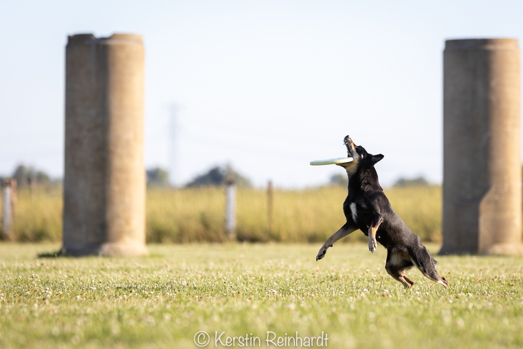 Compensatiegedrag herkennen bij sporthonden