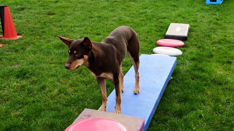Canine fitness materiaal en veilig gebruik