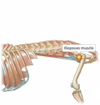 Spieren ontrafeld: de fascinerende wereld van de anatomie van de hond, één spier tegelijk; de iliopsoas