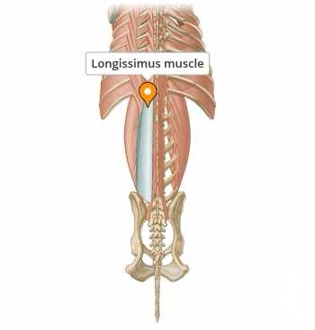 Spieren ontrafeld: de fascinerende wereld van de anatomie van de hond, één spier tegelijk; de musculus longissimus dorsi