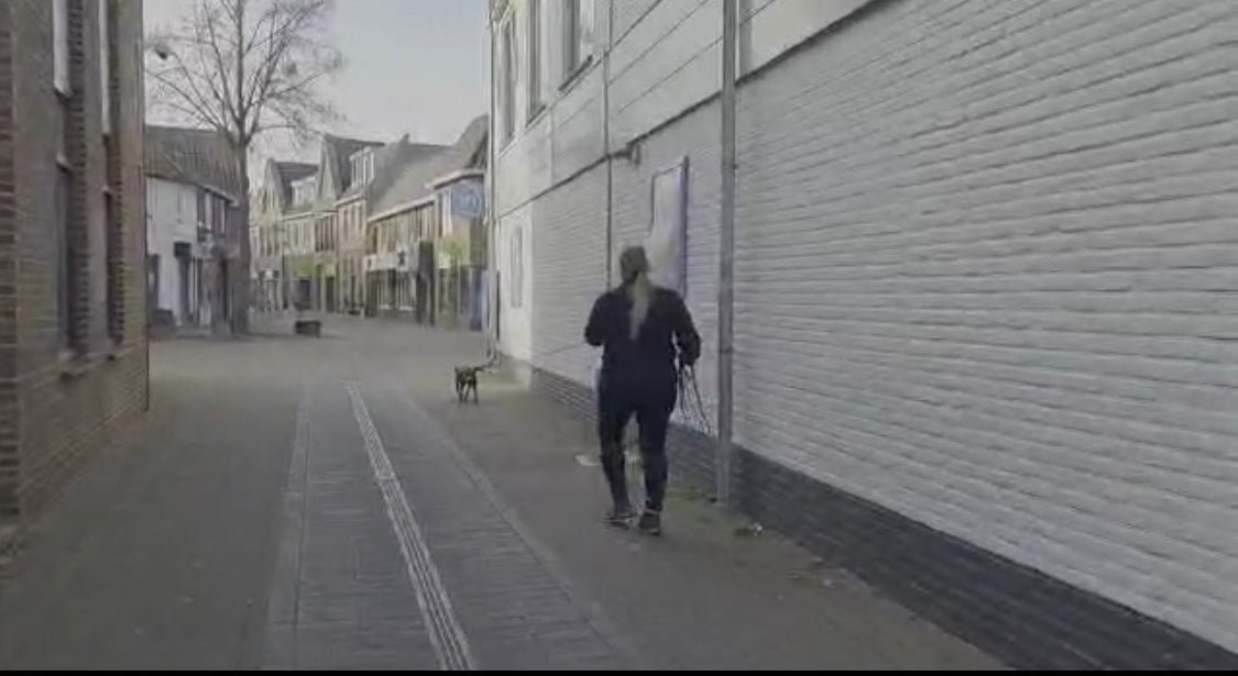 Hoe honden hun neus gebruiken tijden mantrailing