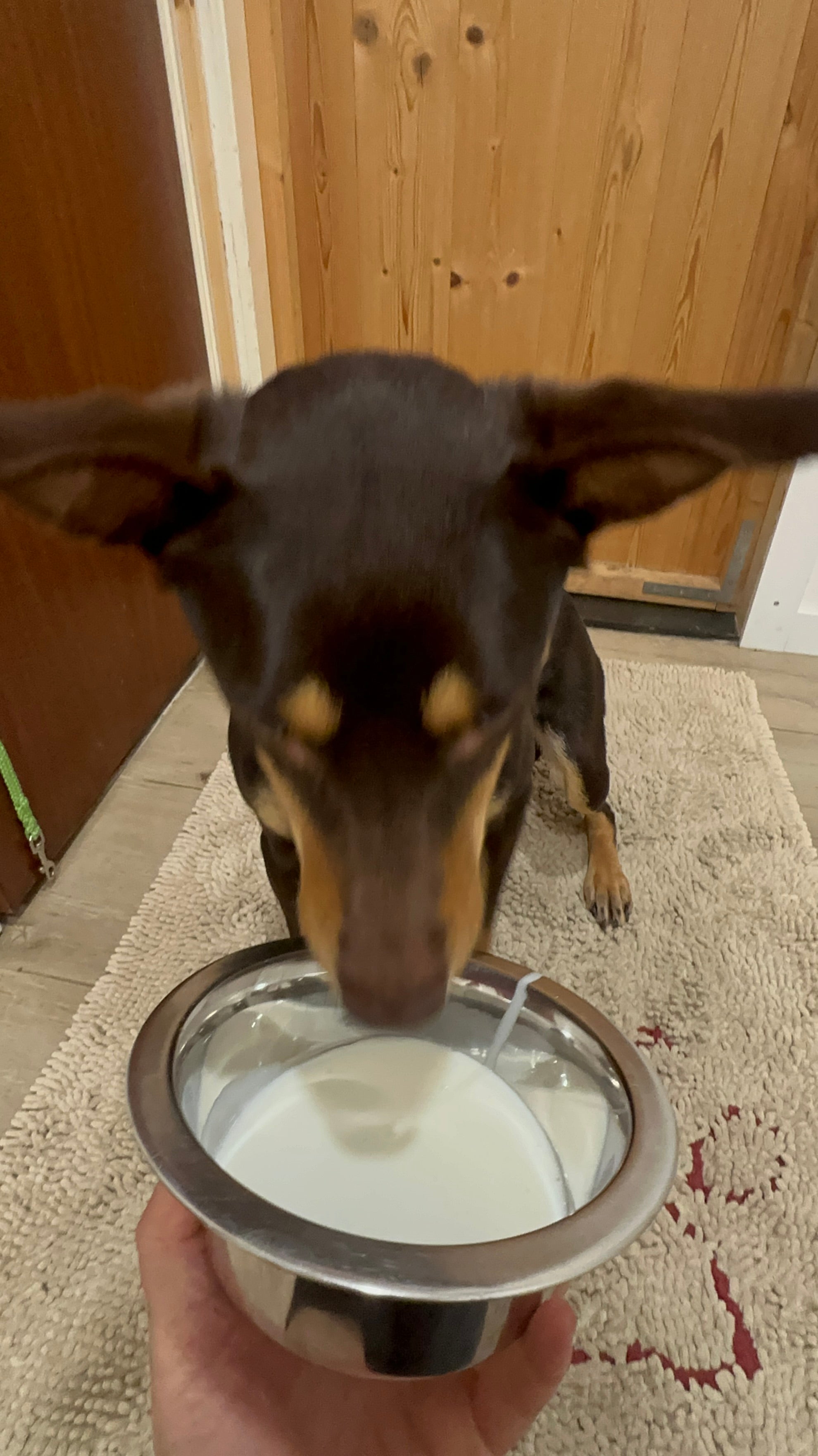 Viili als probioticum voor de hond