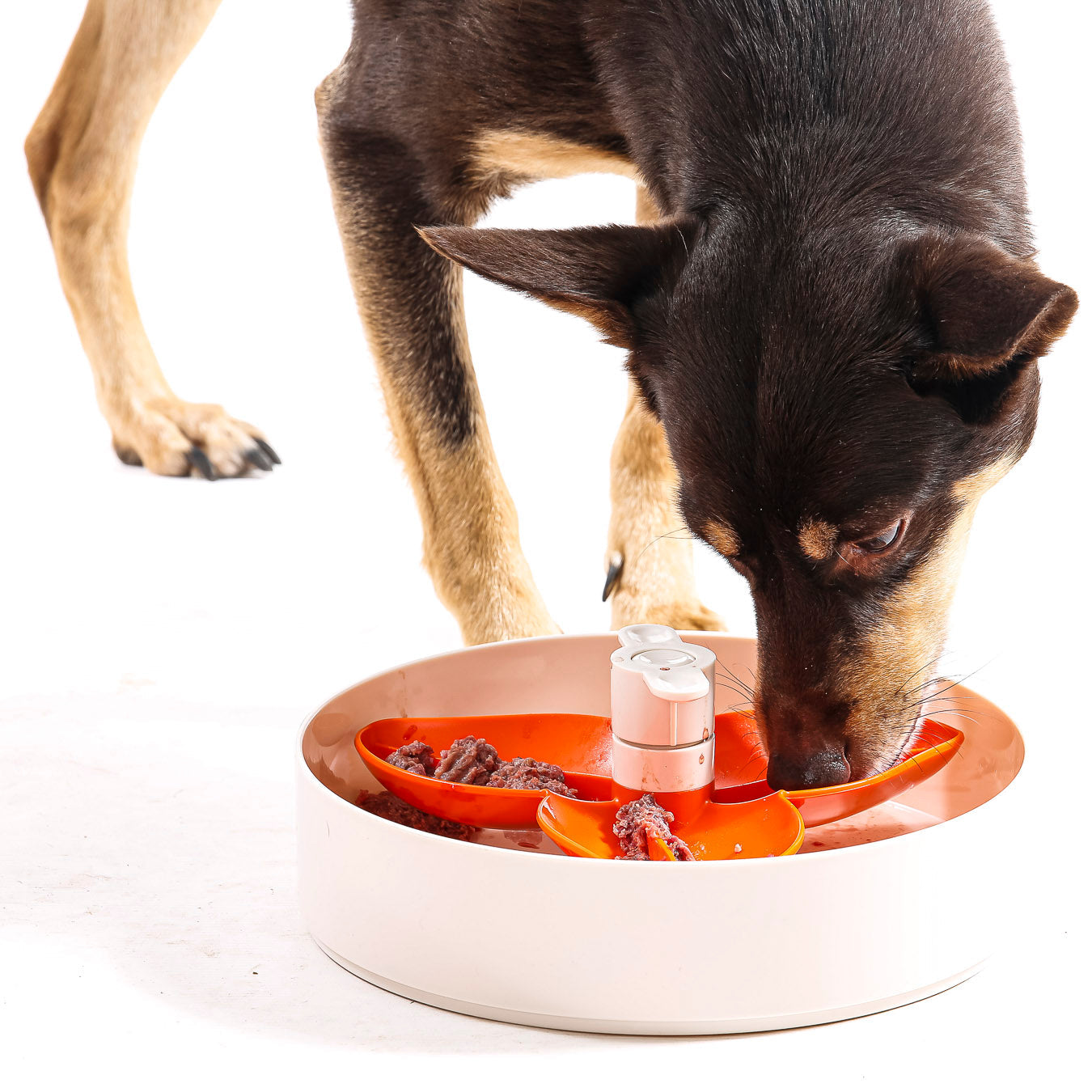 Darmgezondheid en stressgevoeligheid