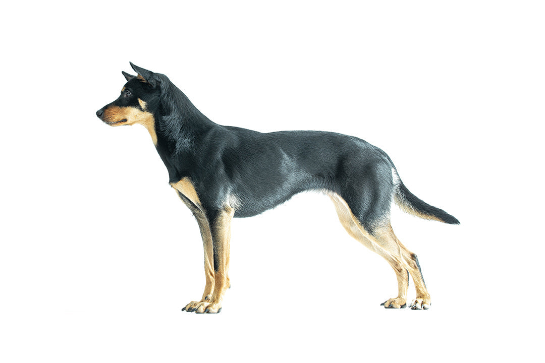 De anatomie van de hond verkennen: de geheimen van de lichaamsvlakken van de hond