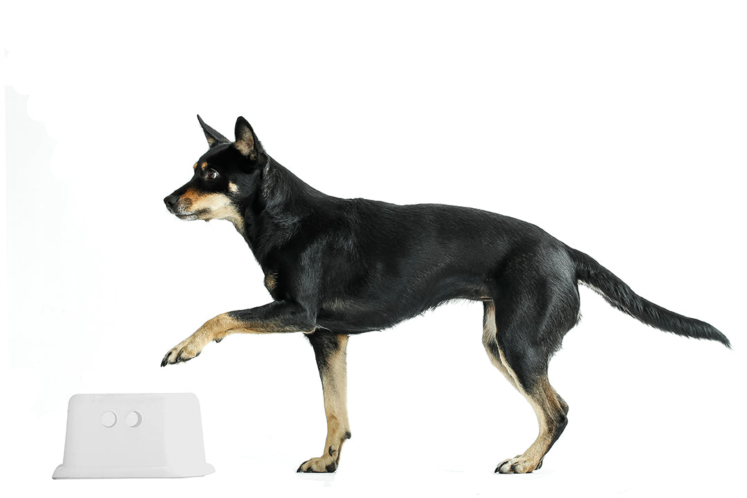 Fitness trainen met je hond: essentiële termen die je moet kennen