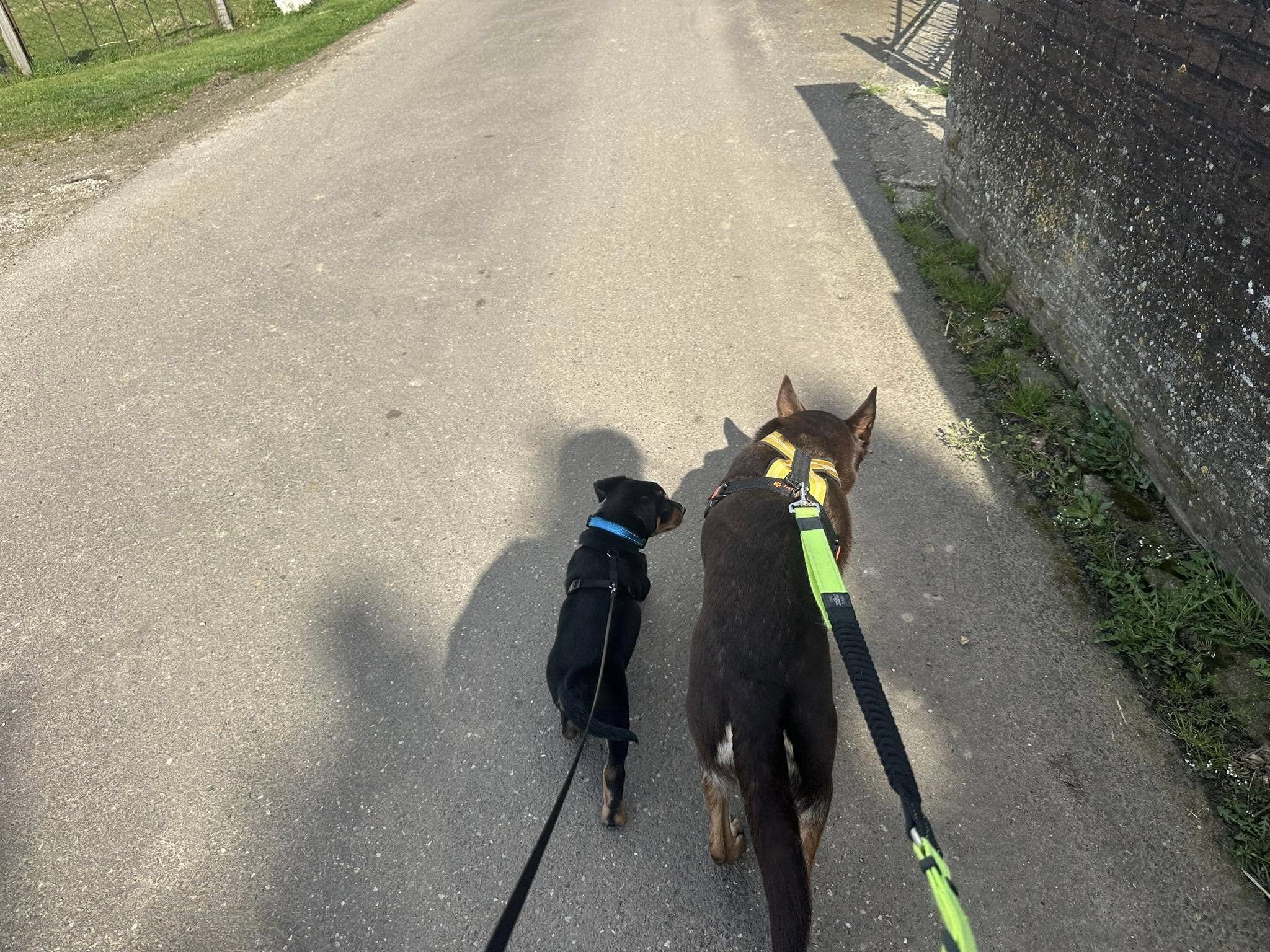 Een gids voor hondeneigenaren: Het beheersen van de kunst van klassieke conditionering