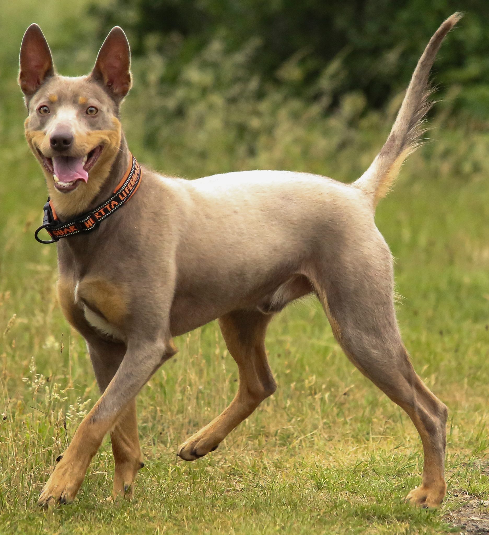 Hoe stress de beweging van je hond beïnvloedt