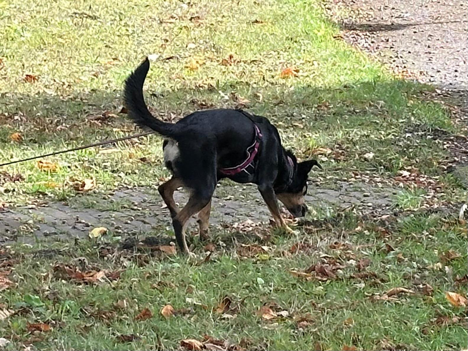 De kwaliteit van geur tijdens het volgen van een trail