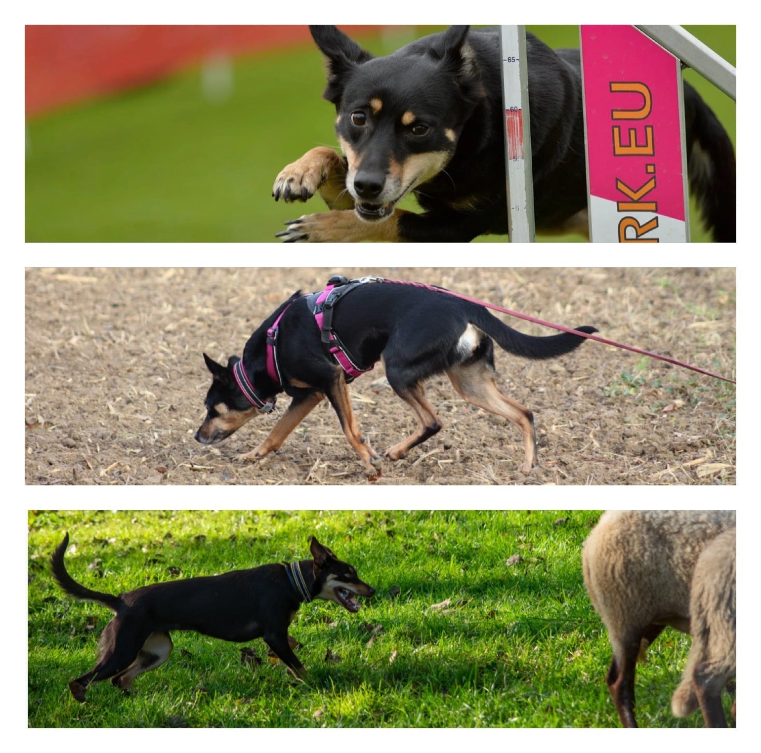 De positieve invloed van hondenfitness op verschillende hondensporten: agility, mantrailen en schapendrijven