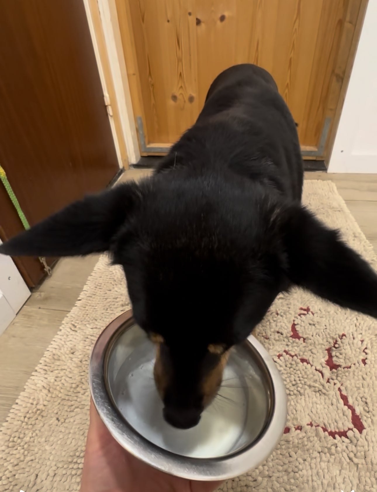 Probiotica bij honden; een kijk in zelfgemaakte melkkefir