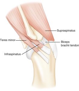 Spieren ontrafeld  De fascinerende wereld van de anatomie van de hond, één spiergroep tegelijk; de rotator cuff