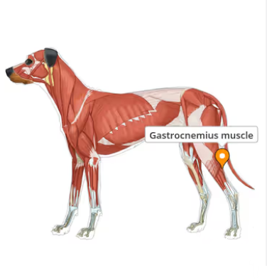 Spieren ontrafeld  De fascinerende wereld van de anatomie van de hond, één spier tegelijk; de triceps surae