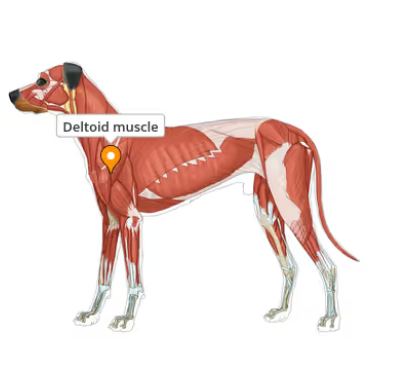 Spieren ontrafeld: de fascinerende wereld van de anatomie van de hond, één spier tegelijk; de deltoideus
