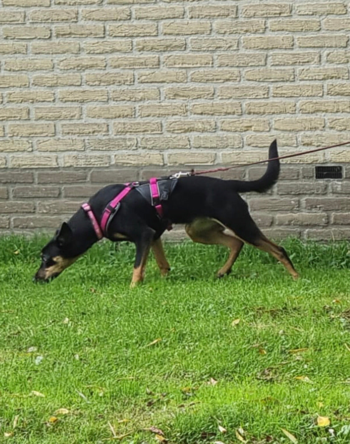 De vijf  lichaamssignalen in mantrailen