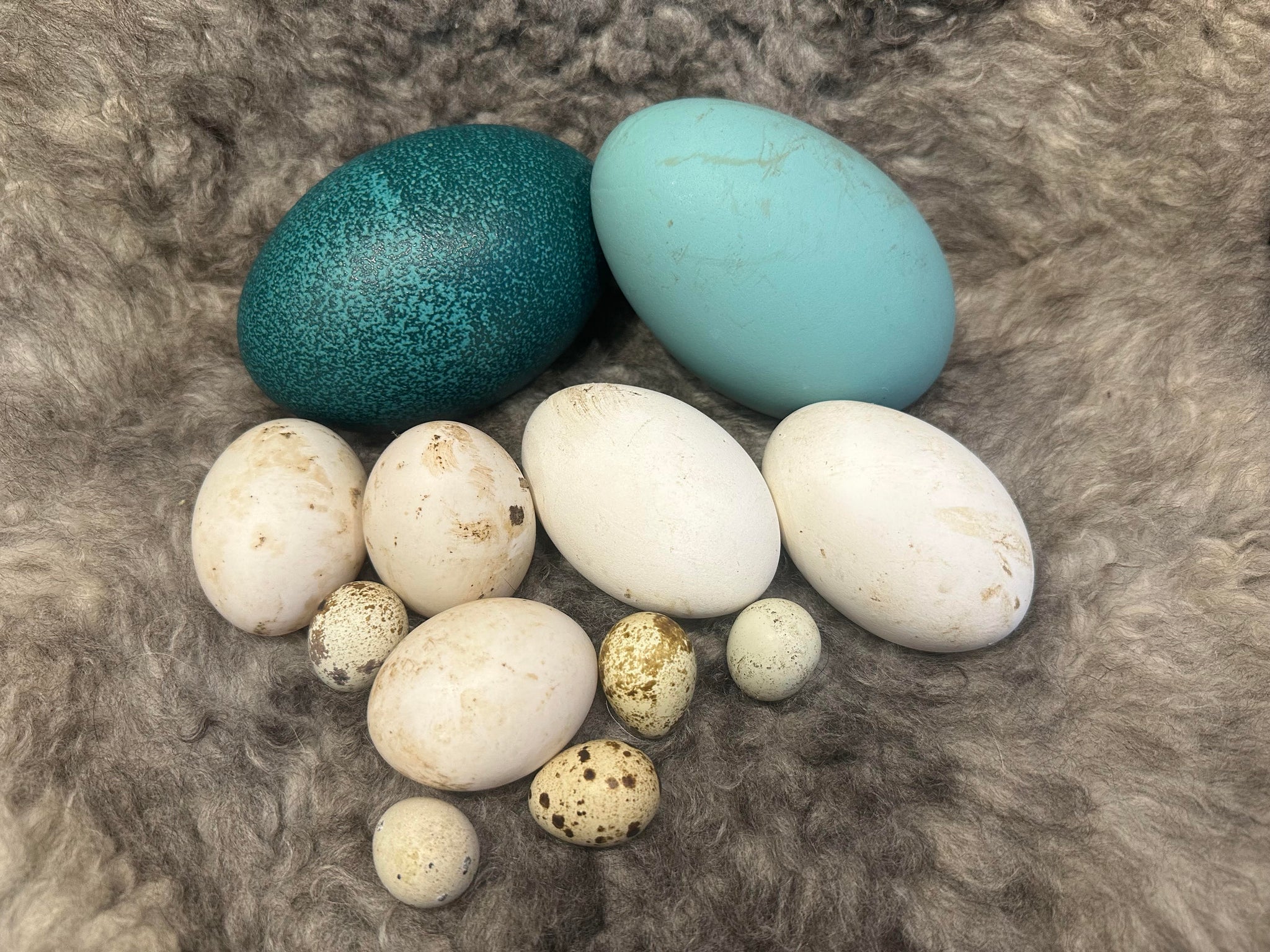 Ei-genlijk heel gezond: eieren voor je hond!