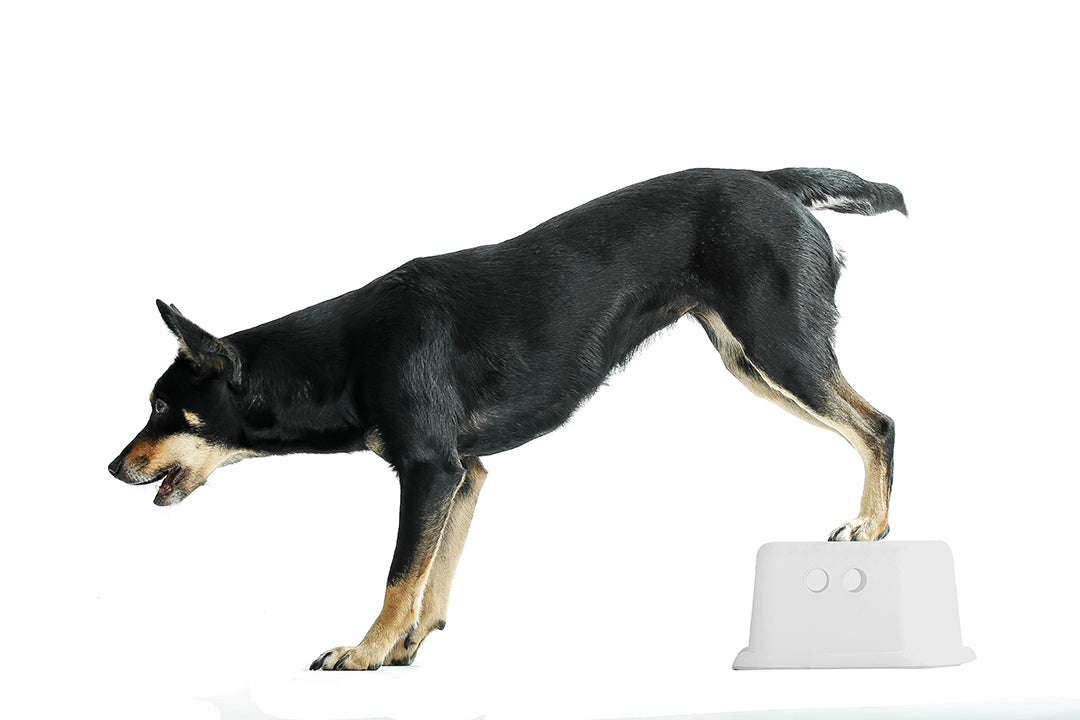Fitness workshop 16 maart 2024 te Zeewolde