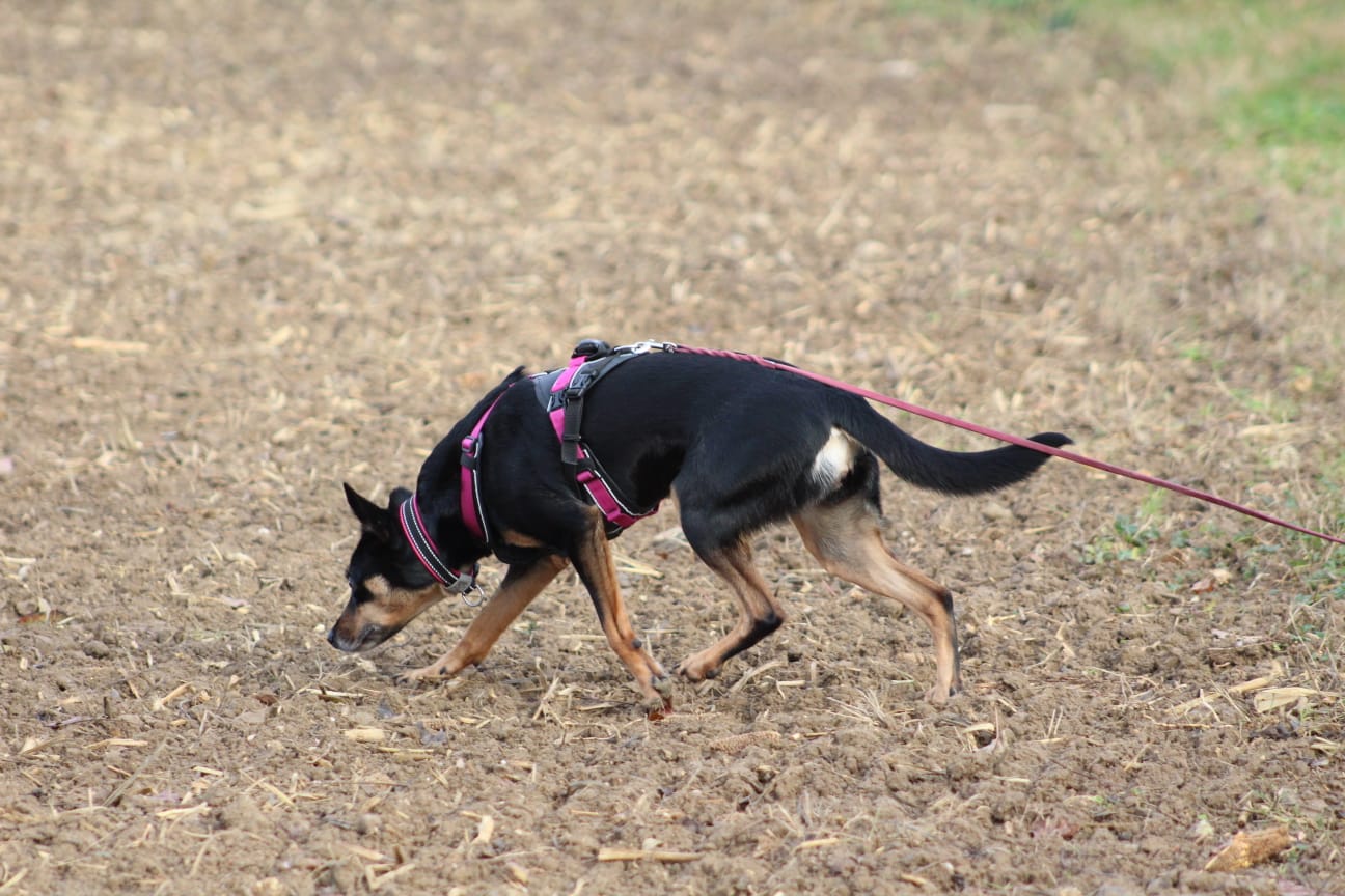 Mantrailing rittenkaart 10 lessen