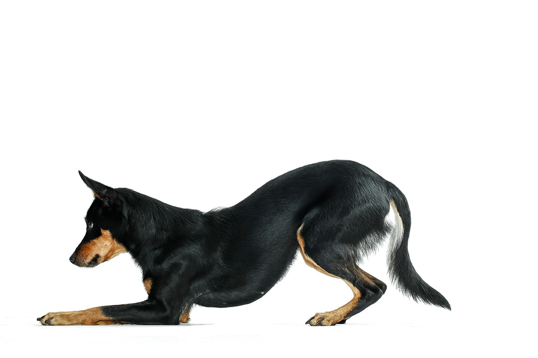Seminar Canine Fitness 4 mei te Just for Dogs hal te Zeewolde