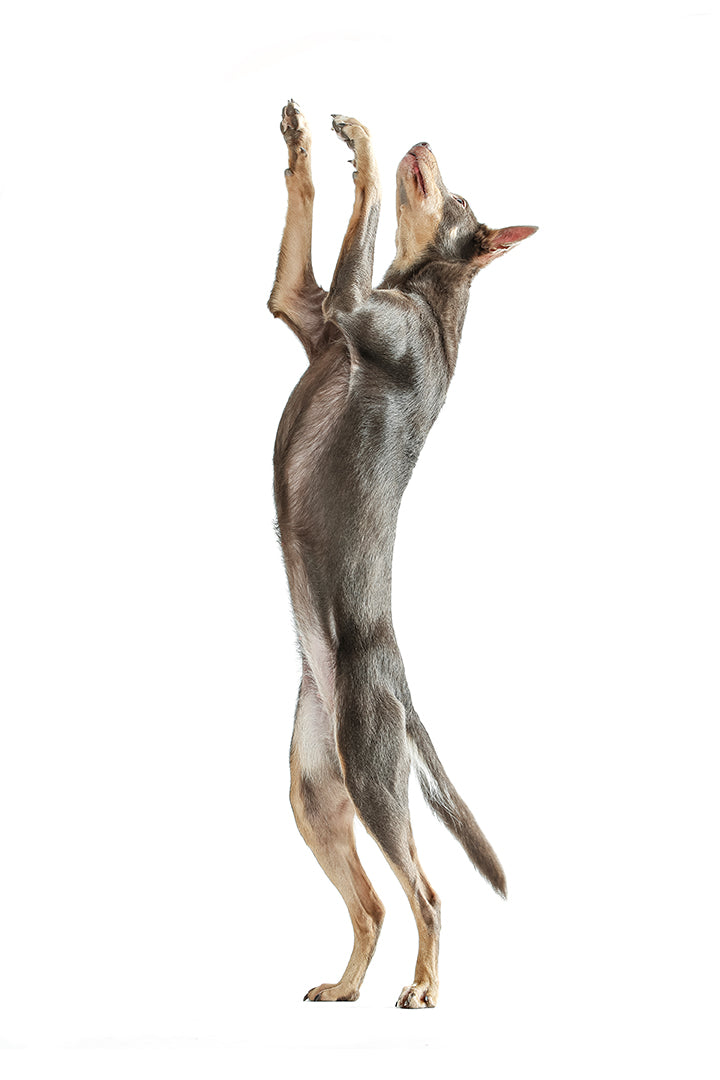 Training Canine Fitness; Intake