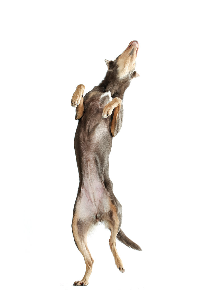 Training Canine Fitness; Losse les