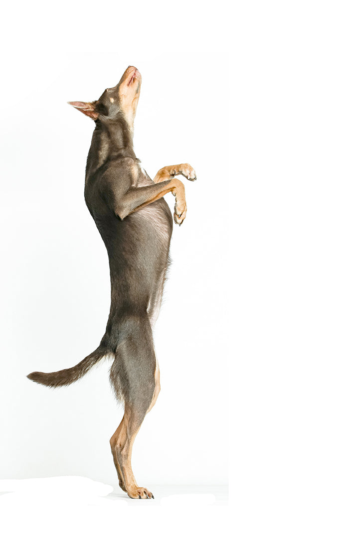 Training Canine Fitness; 5 rittenkaart