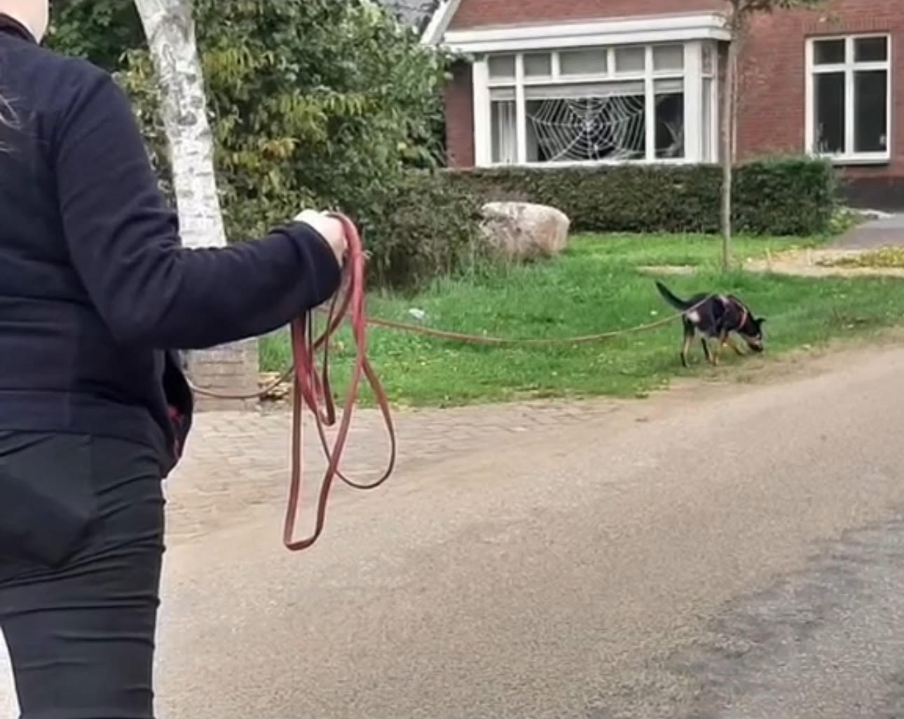 eevee trail.jpg__PID:add7f0ab-be9e-4077-8fe3-54600d5c52dc